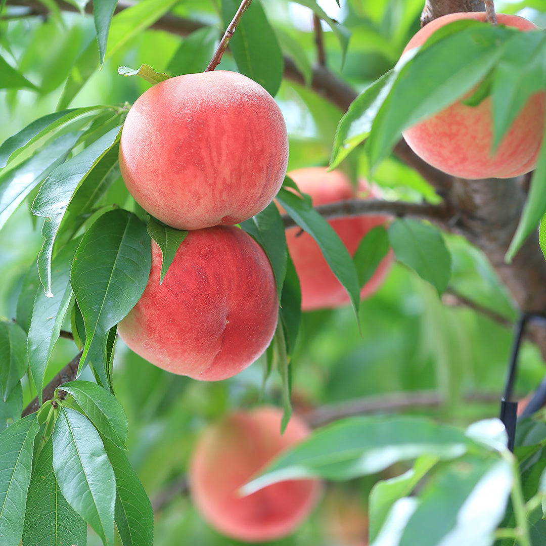 【大野農園】フルーツゼリーボックス